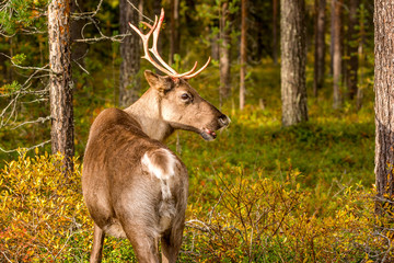 Naklejka na ściany i meble Reindeer in the autumn forest, Finland, Lapland