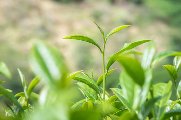 close-ups of fresh tea leaves.