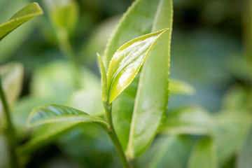 close-ups of fresh tea leaves.