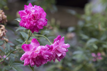 Romantic summer red pink roses bush climbing on green tree nature garden