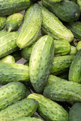 a lot of young cucumbers as background