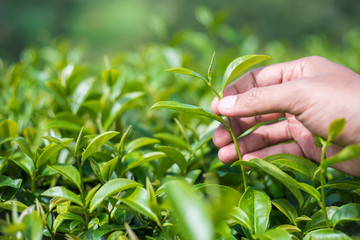 Man hand picking fresh tea leaves.