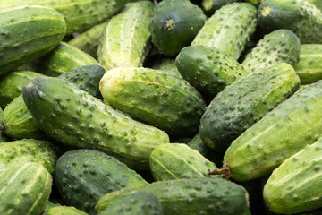 a lot of young cucumbers as background