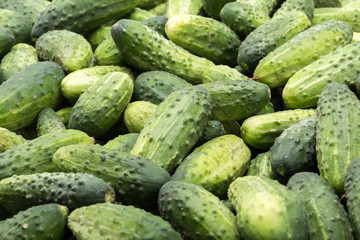 a lot of young cucumbers as background