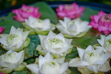 beautiful lotus flower in pond / droplet water  / pink white color