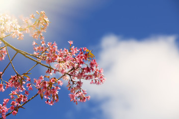 Cherry blossom sakura in spring time over blue sky