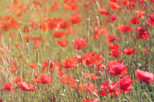 Field with red poppy