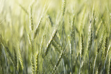 barley field in sunrise time