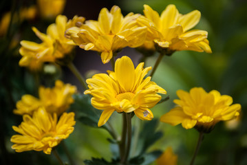 Yellow flowers composition
