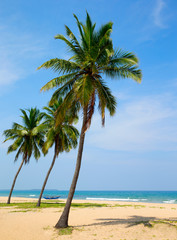 Fototapeta premium Coconut tree on the sky background