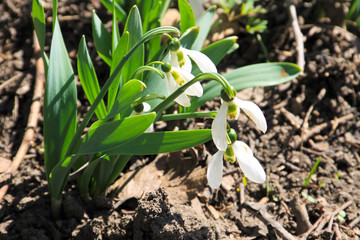 White snowdrop flowers (Galanthus nivalis)