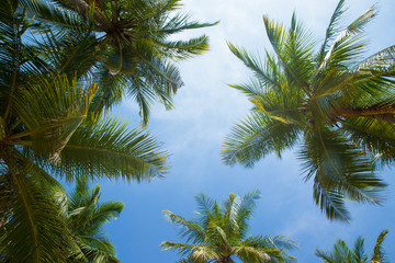 Fototapeta na wymiar Coconut tree on the sky background
