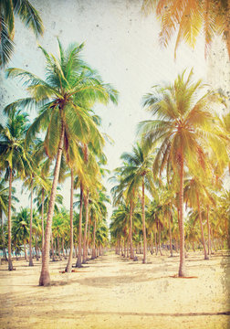 Coconut Palm trees on sandy beach- - retro styled picture
