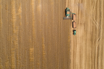Fototapeta na wymiar Combine harvester harvesting golden wheat
