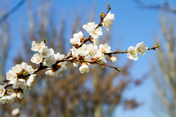 Blossom of apricot tree against blue sky