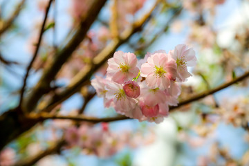 Sakura Blossom