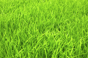 green grass. natural background texture. fresh spring