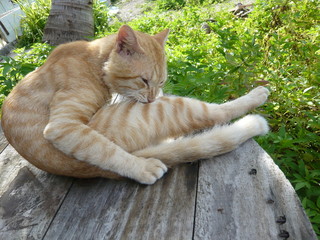 毛づくろいをする茶色の野良猫