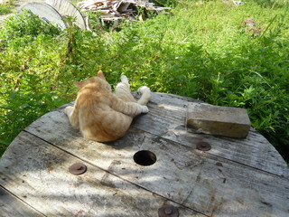 くつろぐ茶色の野良猫の後ろ姿