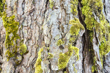 green moss background texture beautiful in nature on tree