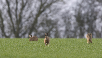 Brown Hares (lepus europaeus)
