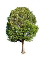 tree isolated white background	