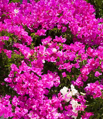 
Bougainvillea pink flowers closeup. Flower texture. 