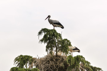 Stoch im Nest in der Baumkrone