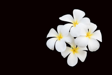 Fototapeta na wymiar White frangipani flower on black background.Clipping Path.