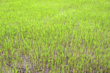 Close-up of green seedling growing out of soil