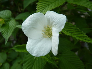 花壇に咲く白い花