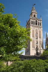 Fototapeta na wymiar Catedral de Santa María de la Sede, Seville, Andalucia, Spain
