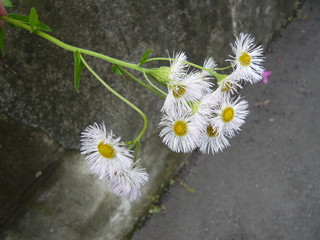 道端に咲く白い花