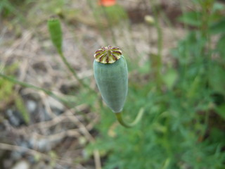 道端に咲くナガミヒナゲシの種