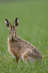 Brown Hares (lepus europaeus)