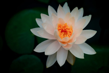 Lotus flower in pond.