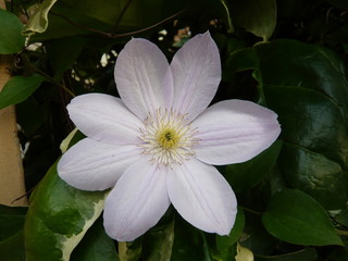 花壇に咲くピンク色の花