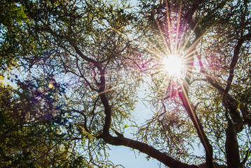 Obraz premium Sun shinning through the trees