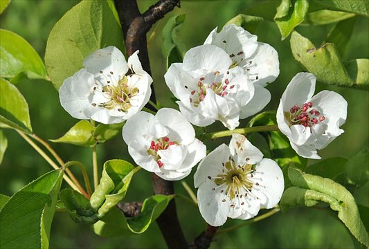 flower,trees aple