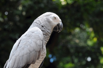 Obraz premium Parrot gray colored nature background