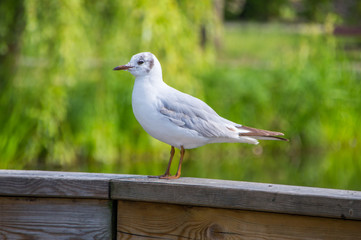 A Seagull standing on a wooden railing in park.