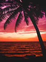 Silhouette of coconut palm tree with sunset sky background at the beach,