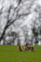 Naklejka premium Brown Hares (lepus europaeus)