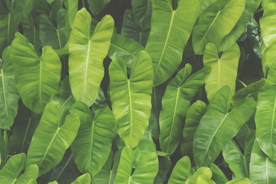 Tropical green leaf background