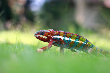 chameleons, chameleon phanter