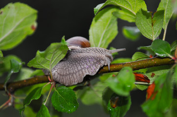 grape snail