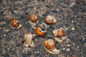 party snails