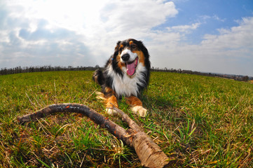 Obraz premium Bordercollie im Freien