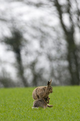 Brown Hares (lepus europaeus)