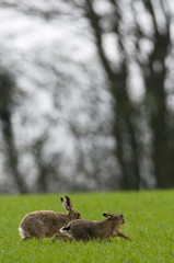 Obraz na płótnie Canvas Brown Hares (lepus europaeus)